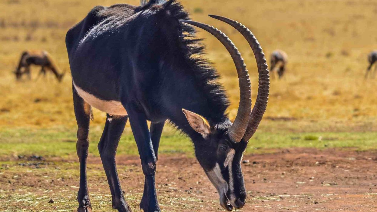 Interesting facts about the Giant Sable Antelope.