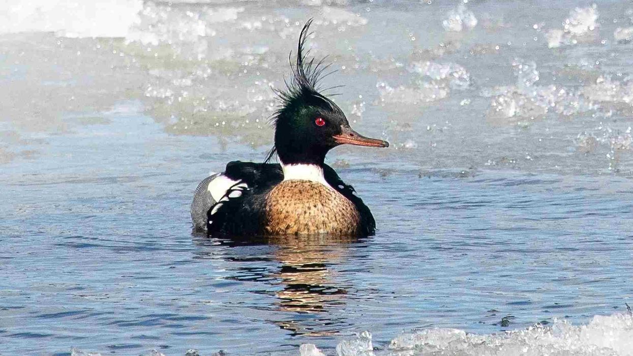 Interesting facts about the Red-breasted Merganser.