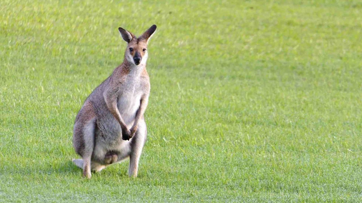 Interesting facts about the Red-necked Wallaby for kids.