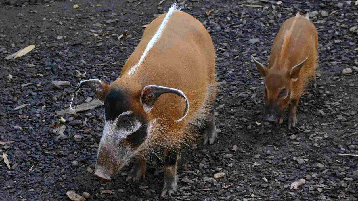 Interesting facts about the Red River Hog for kids.