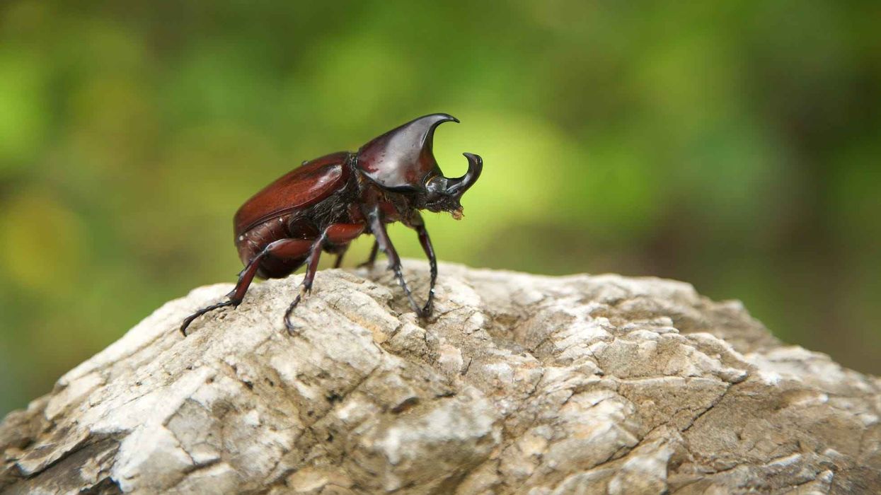 Interesting facts about the Rhinoceros Beetle.