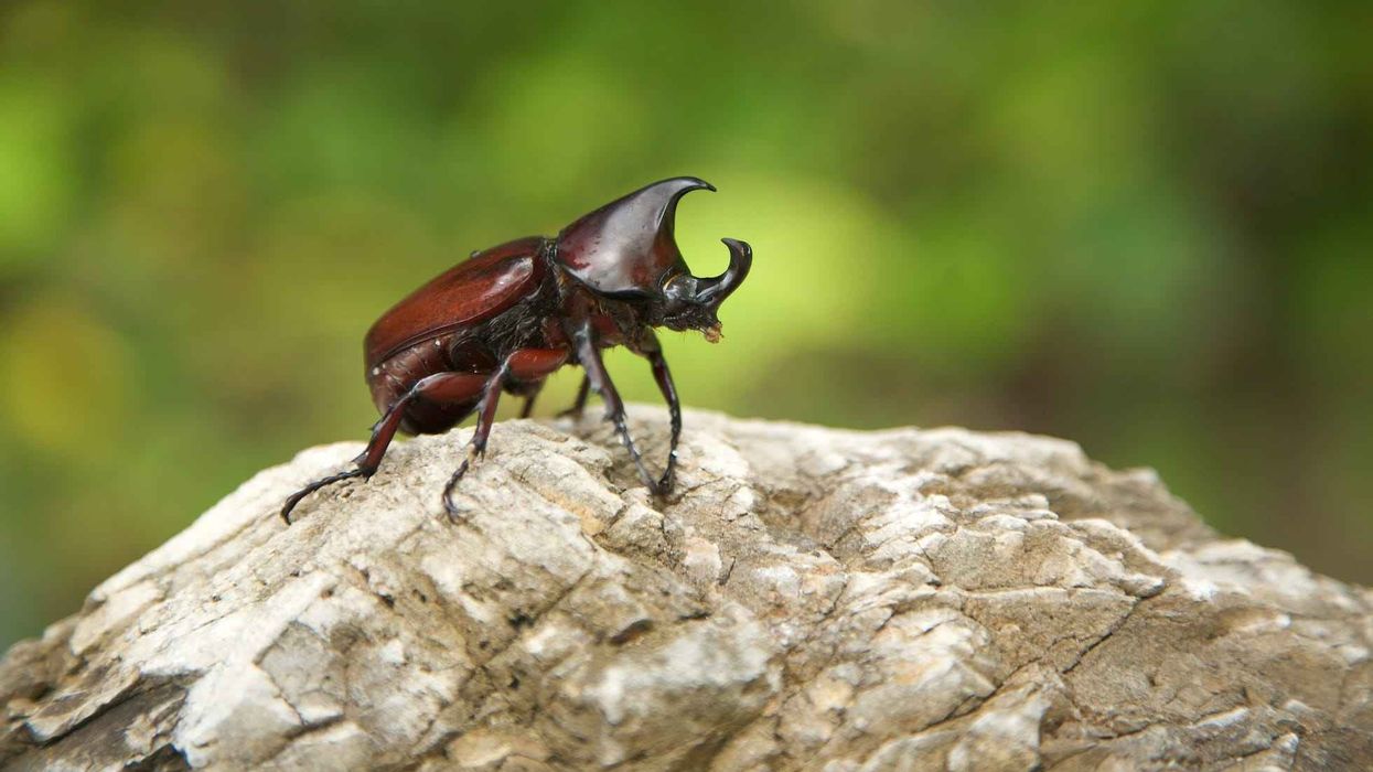 Fun Rhinoceros Beetles Facts For Kids | Kidadl