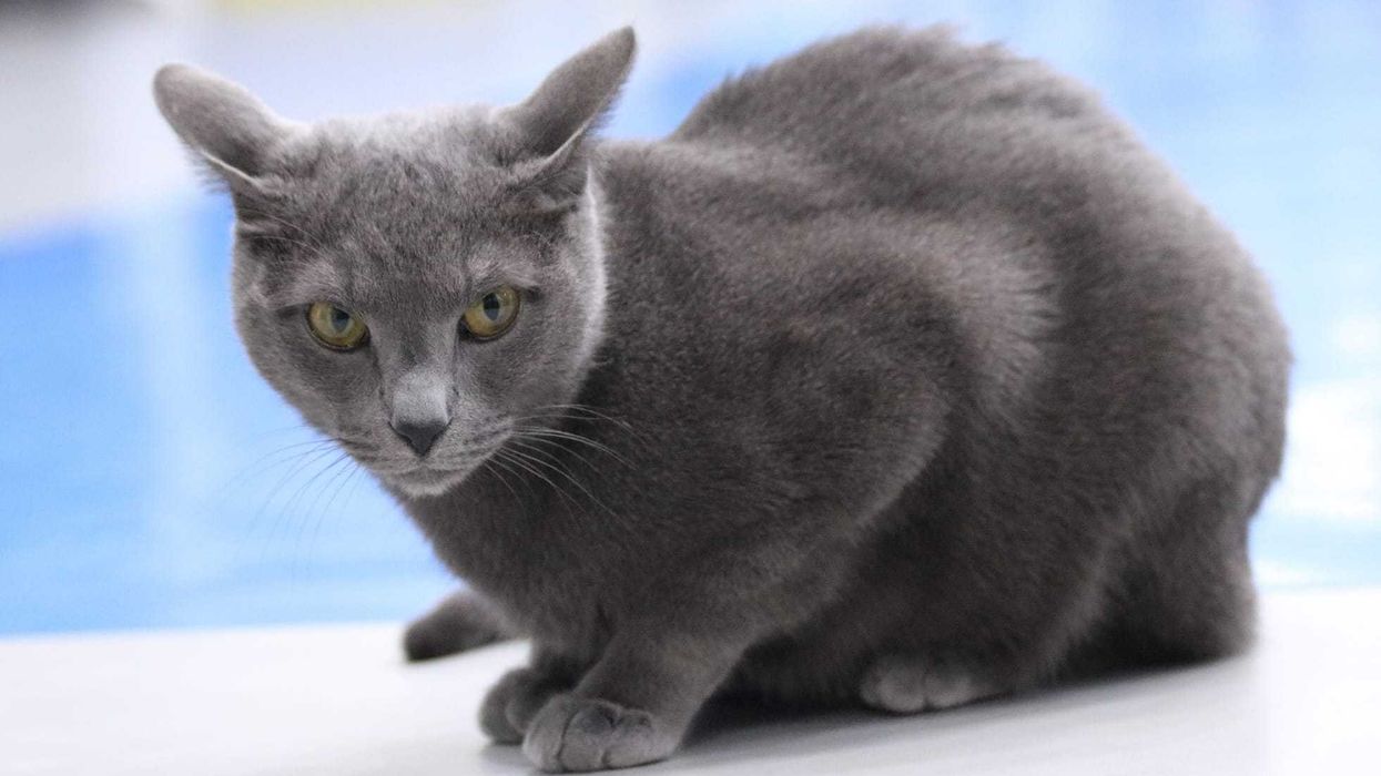 Interesting facts about the Russian Blue cat.