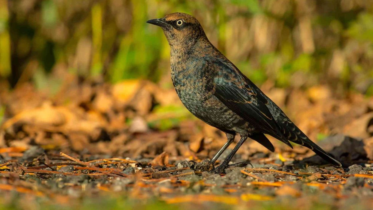 Interesting facts about the Rusty Blackbird.