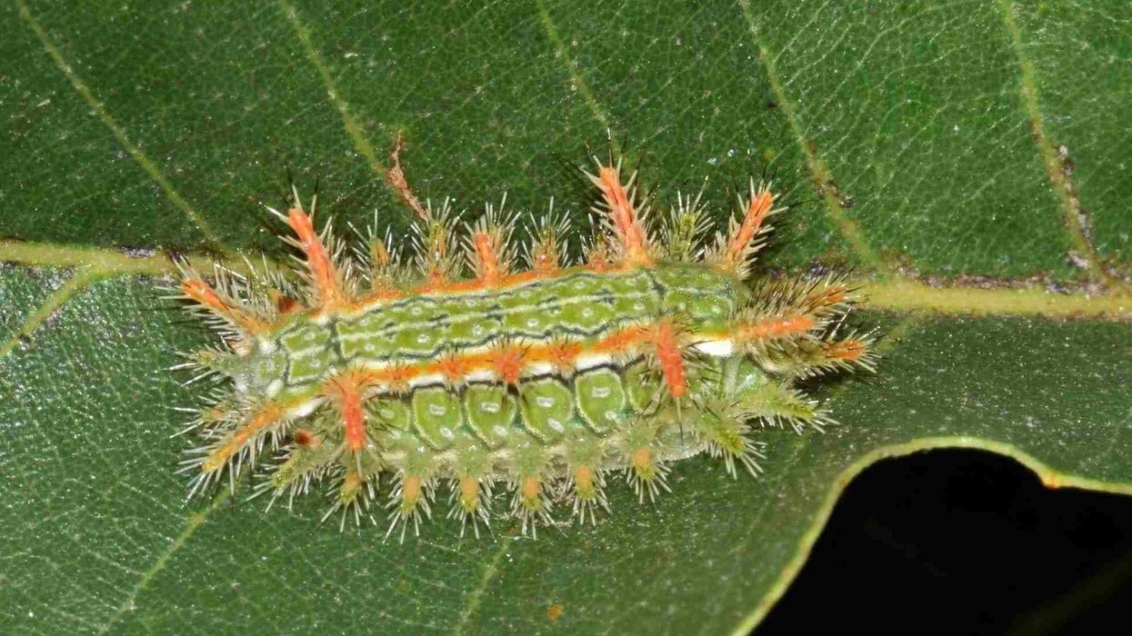 Interesting facts about the Saddleback Caterpillar.