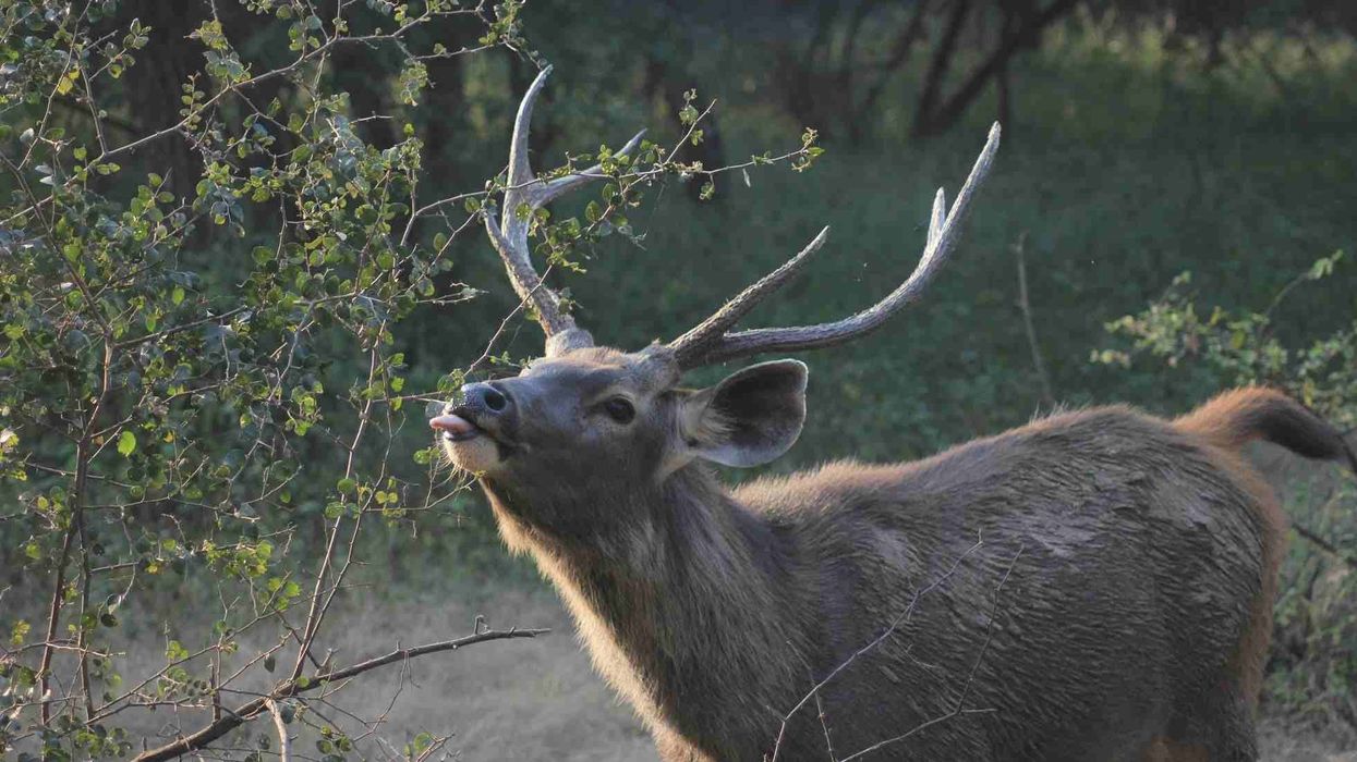 Interesting facts about the Sambar Deer for kids.