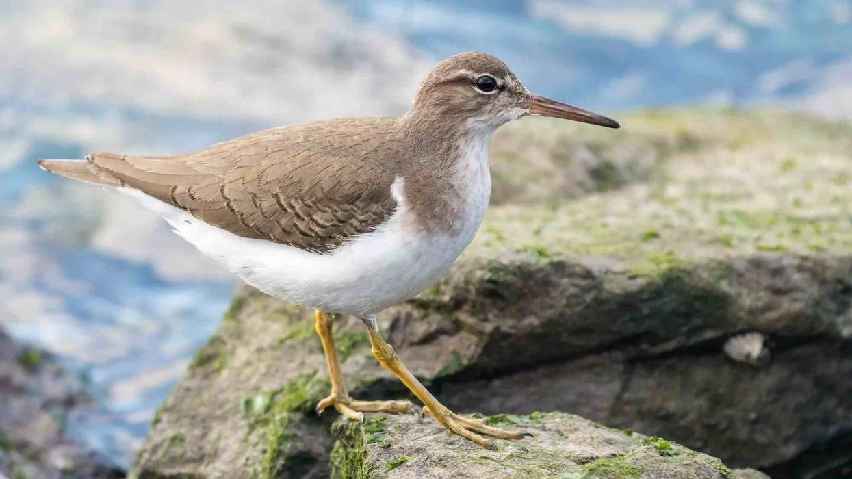 Interesting facts about the Sandpiper birds.
