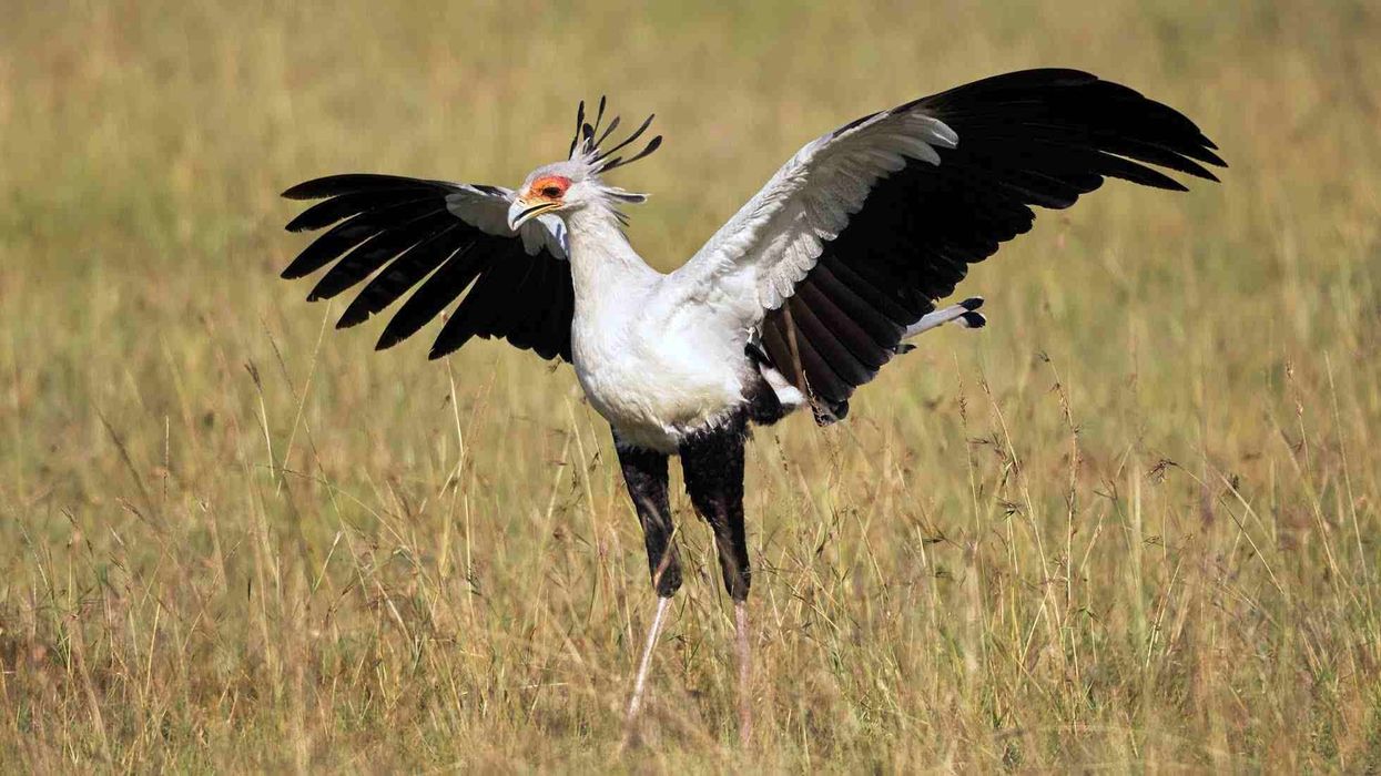 Interesting facts about the secretary bird.