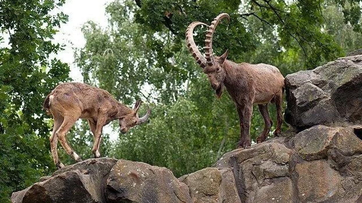 Interesting facts about the Siberian Ibex.