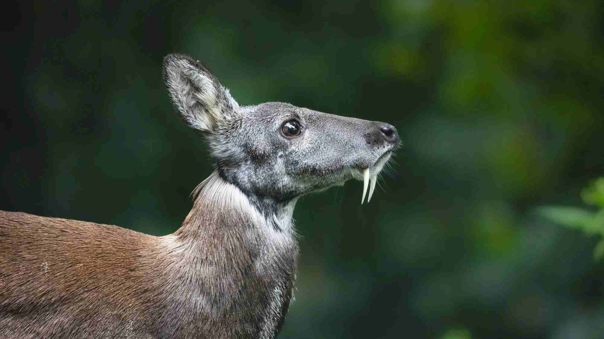 Interesting facts about the Siberian Musk Deer.