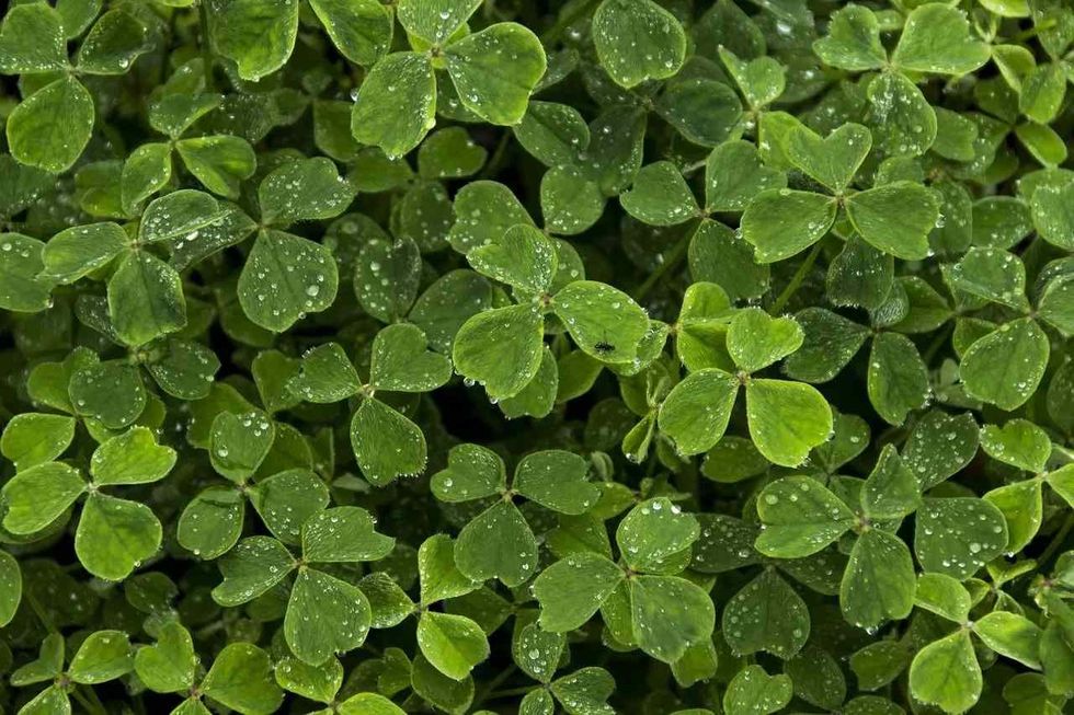 Interesting facts about the White Clover plant.