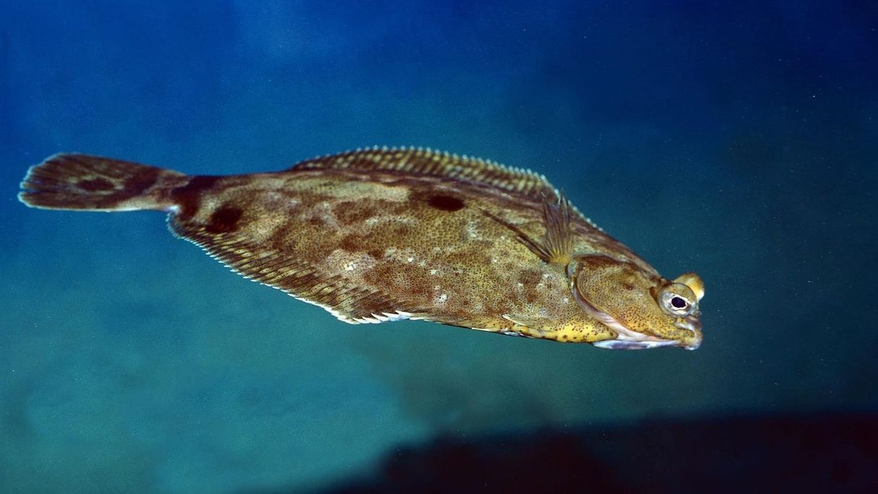 Interesting facts about turbot fish
