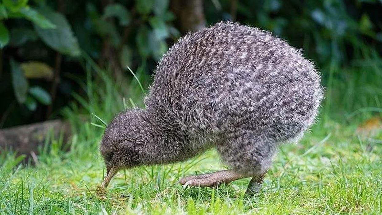 Interesting facts of the little spotted kiwi, a tiny bird of New Zealand