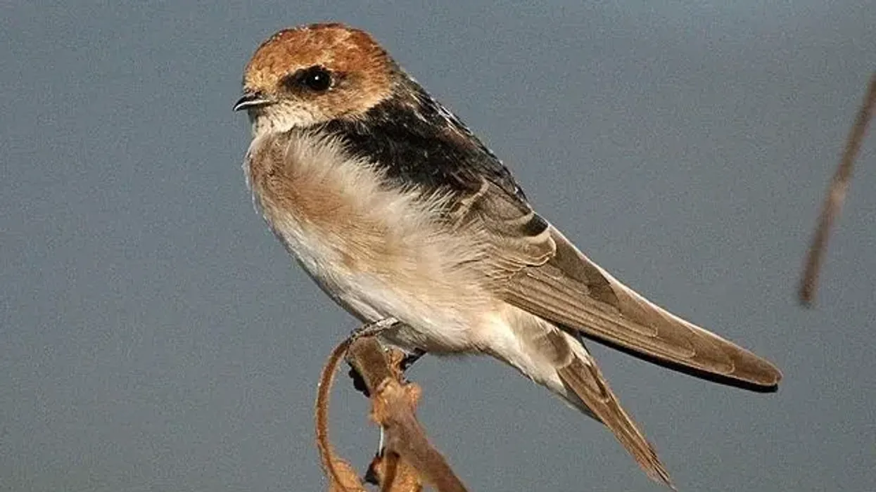 Interesting Fairy Martin facts about one of the cutest birds.