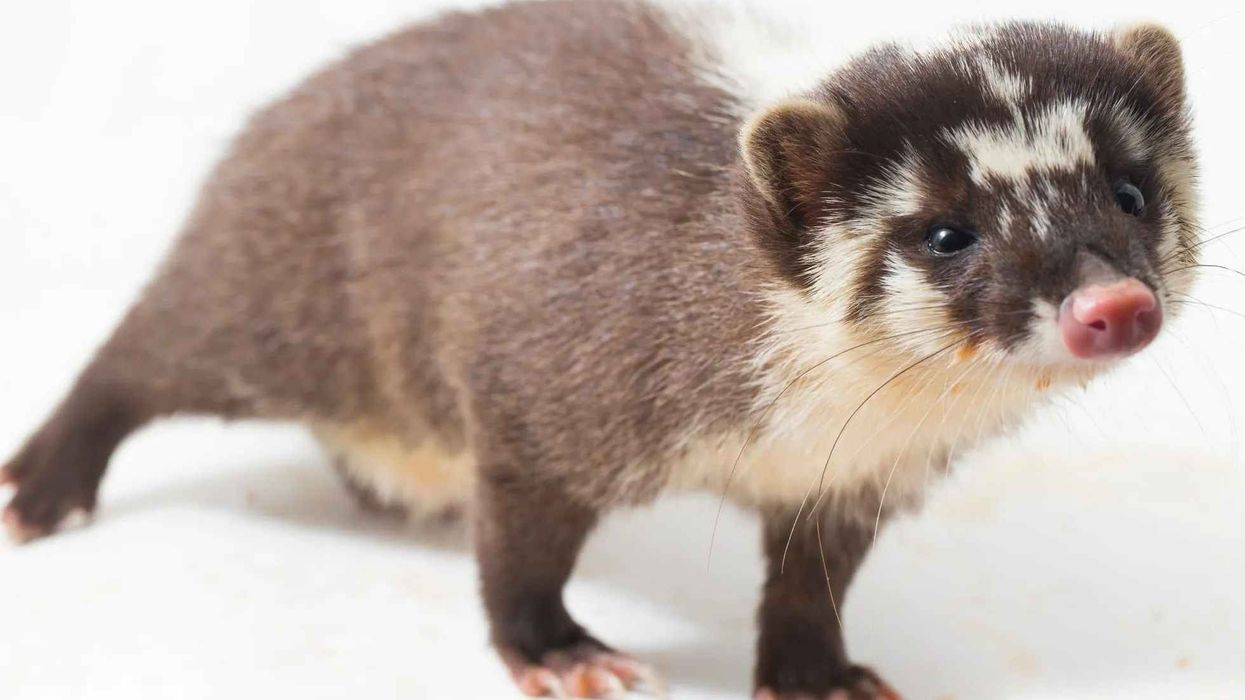 Interesting ferret-badger facts to learn more about this species.
