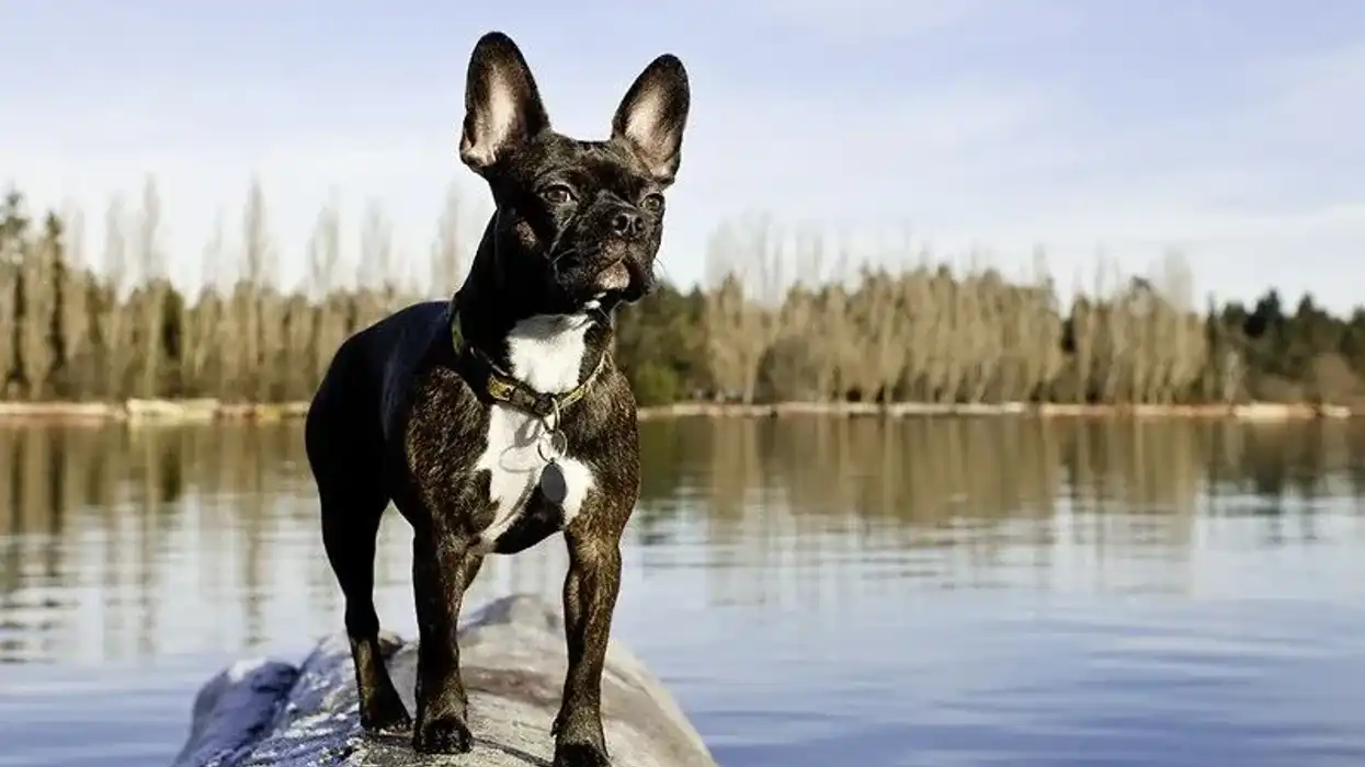 Interesting Frenchton Facts for kids