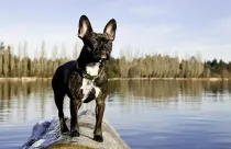 Interesting Frenchton Facts for kids