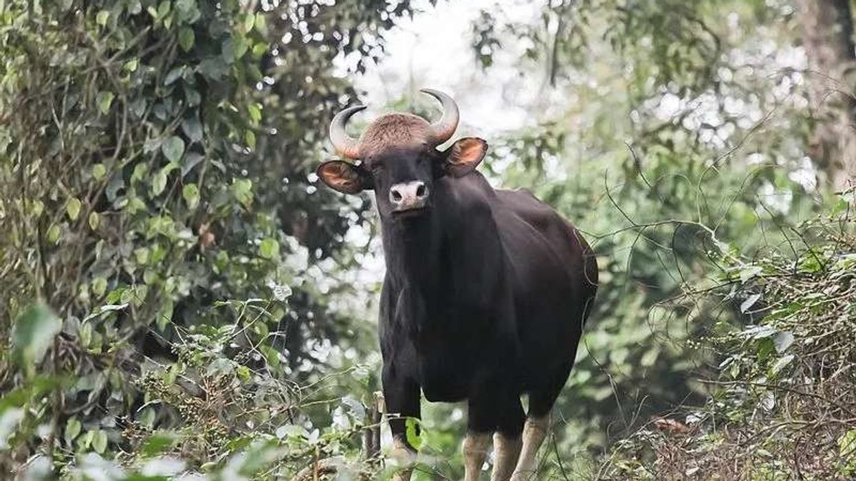 Interesting gaur facts you won't believe.