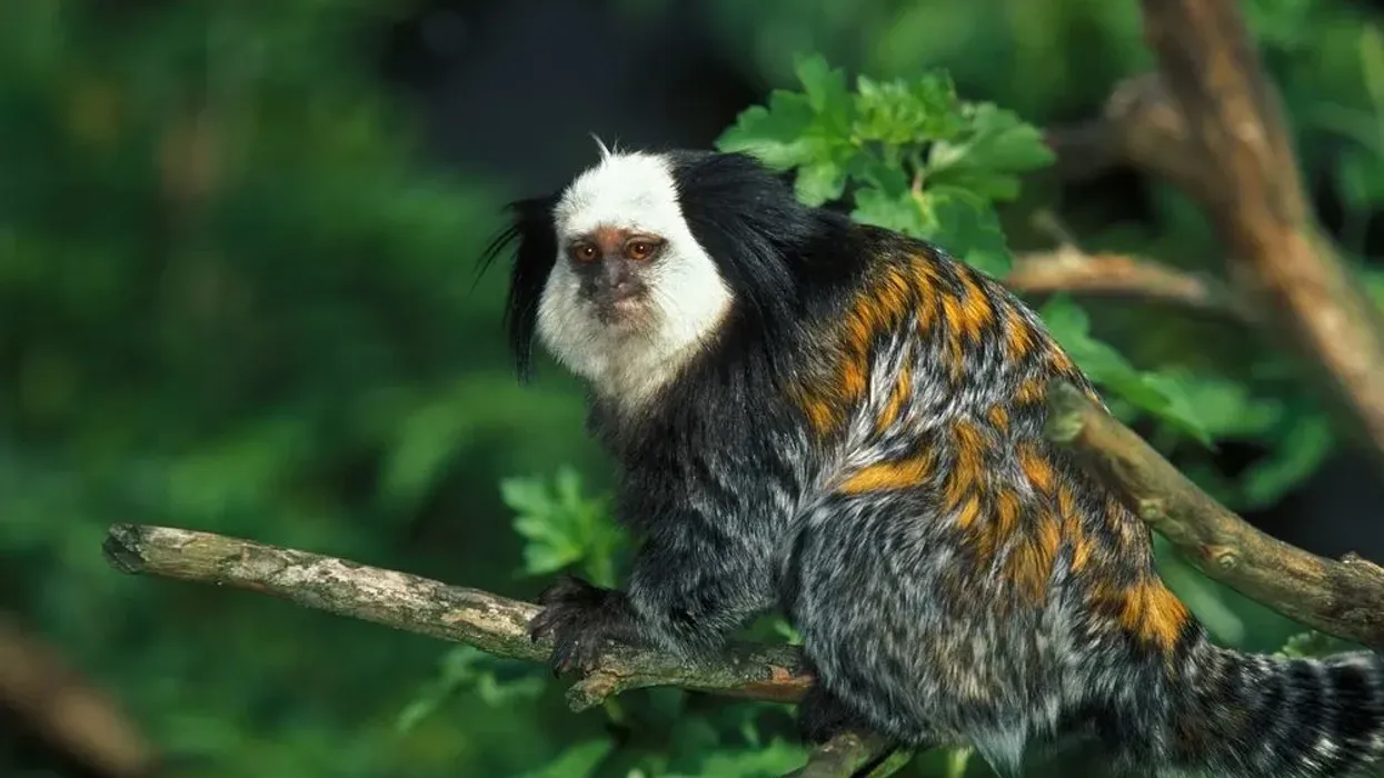 Interesting Geoffroy's marmoset facts for kids.