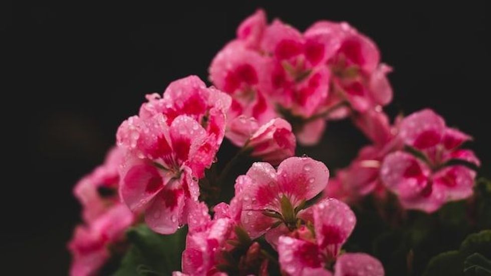 Interesting geranium facts are enjoyed by all!