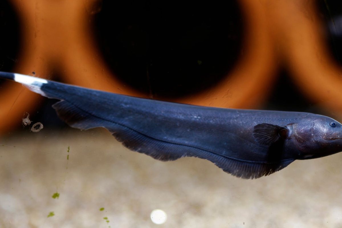 Interesting ghost knifefish facts for kids.