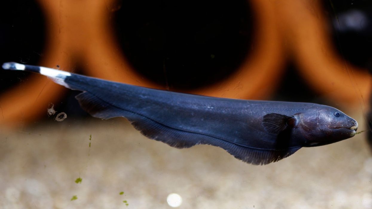 Interesting ghost knifefish facts for kids.