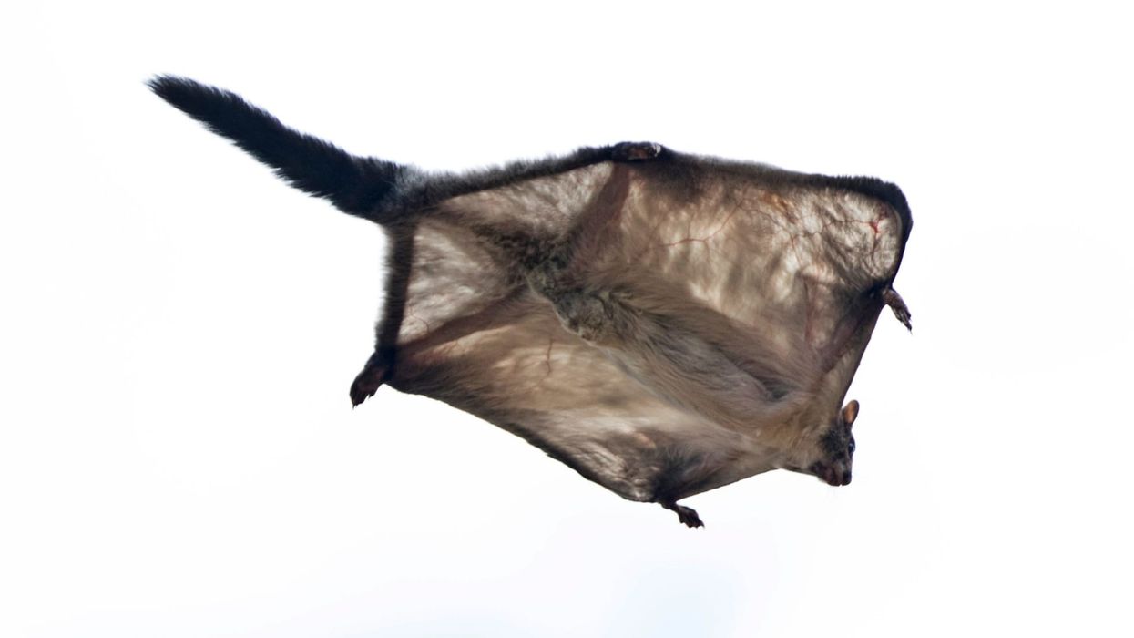 Interesting giant flying squirrel facts for kids