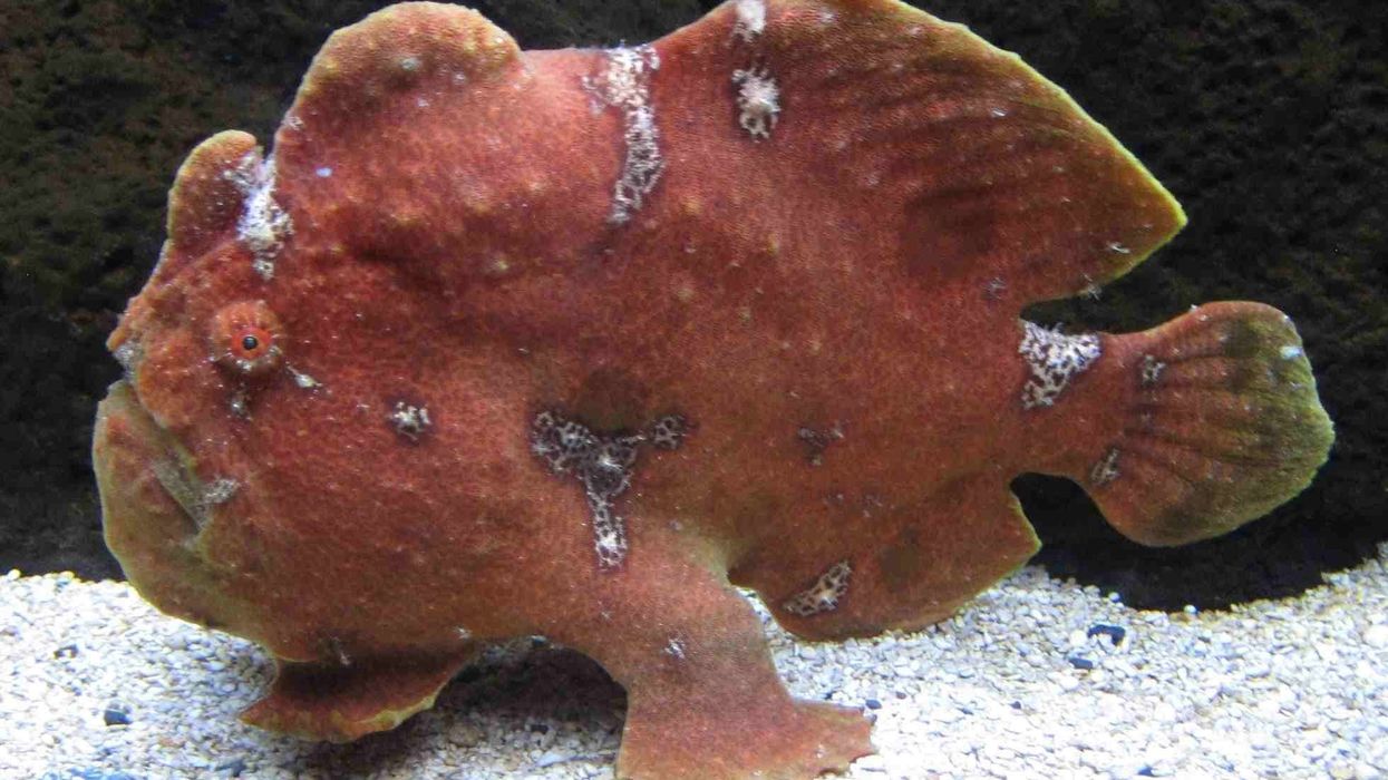 Interesting Giant Frogfish facts on Kidadl.