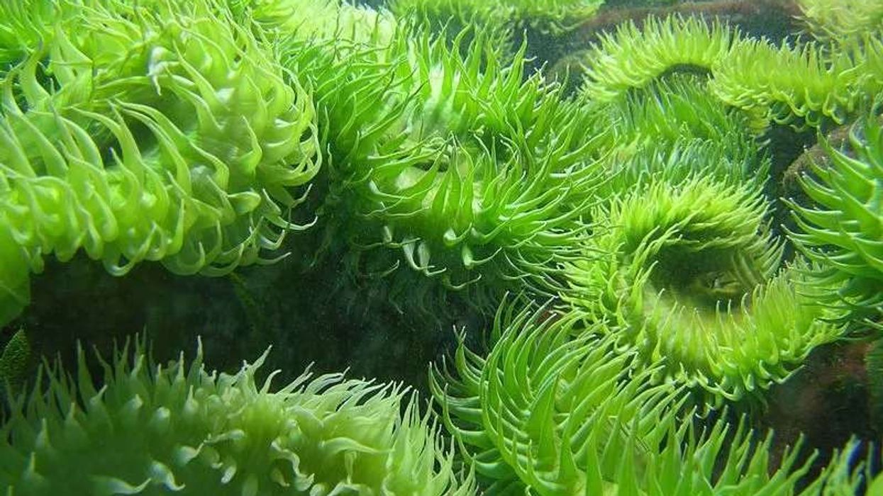 Interesting giant green sea anemone facts for kids