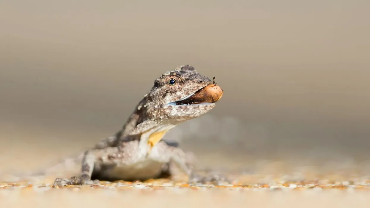 Interesting gliding lizard facts that are incredible.