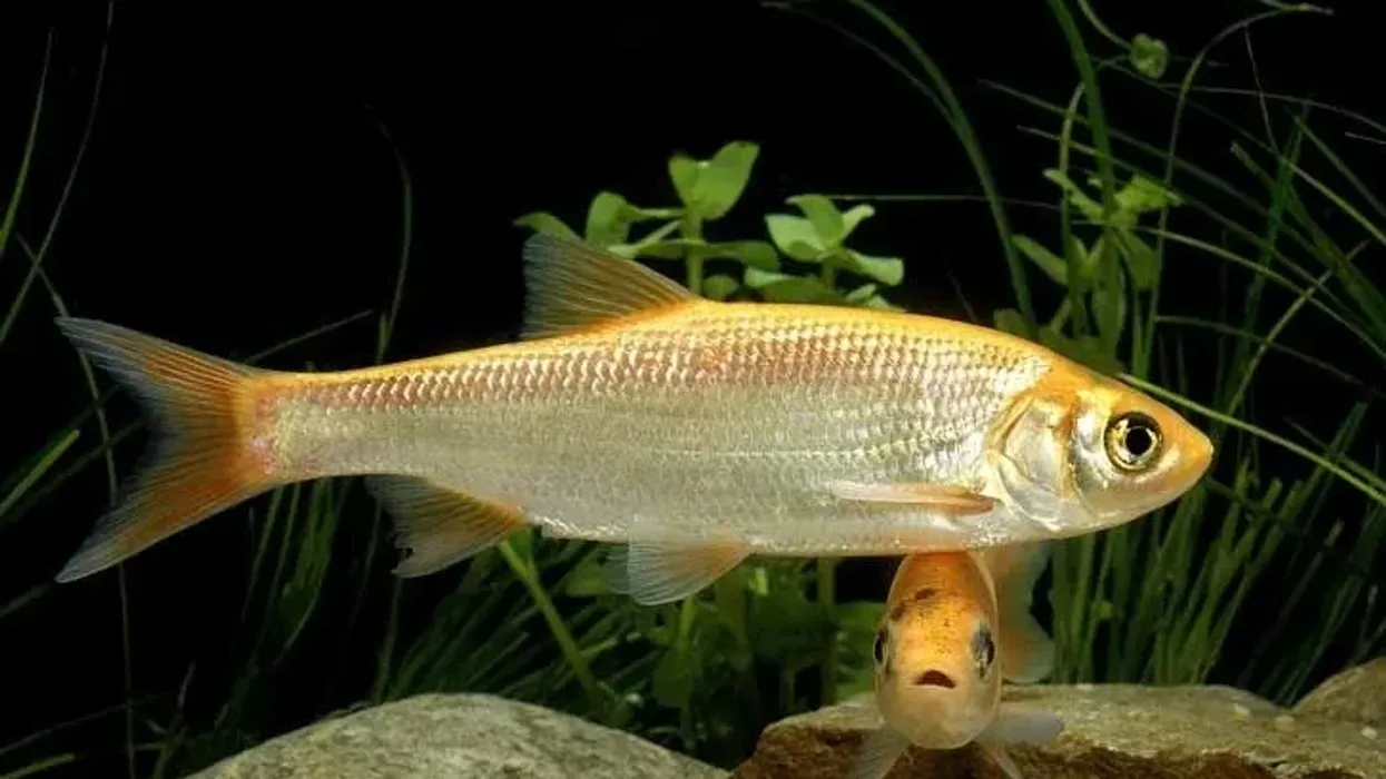 Interesting golden orfe facts