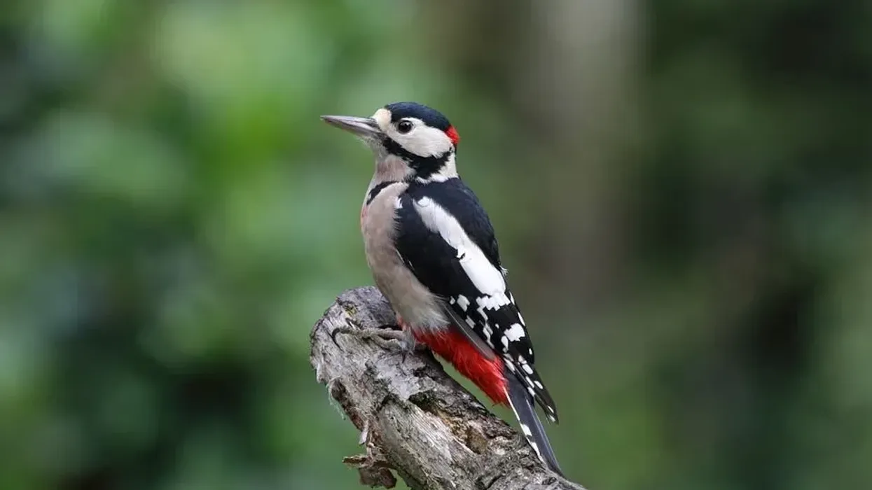 Interesting great spotted woodpecker facts for kids.