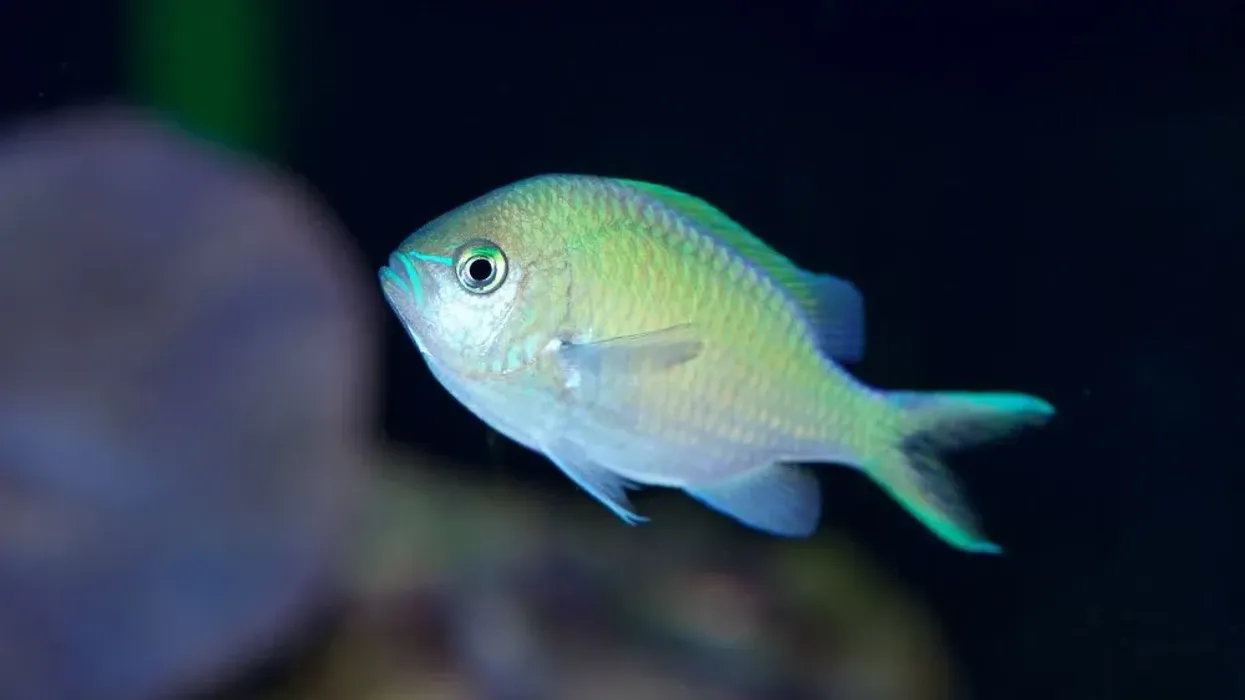 Interesting green Chromis facts that will amaze you.