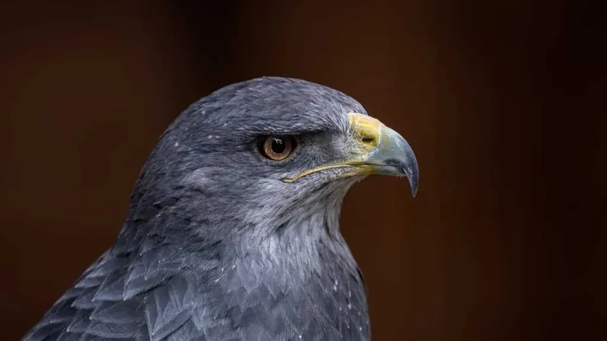 Interesting grey falcon facts to know more about this exotic bird