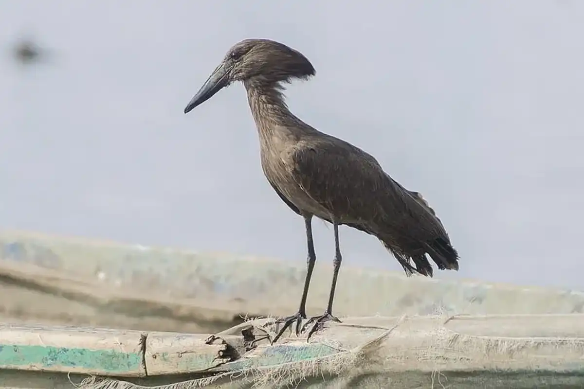 Interesting hamerkop facts that is fun for all.