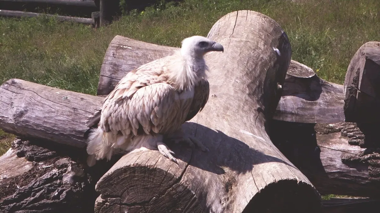 Interesting Himalayan vulture facts for kids.