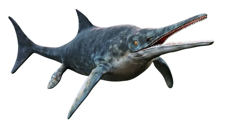 Interesting Ichthyosaurus facts include that they were marine reptiles.