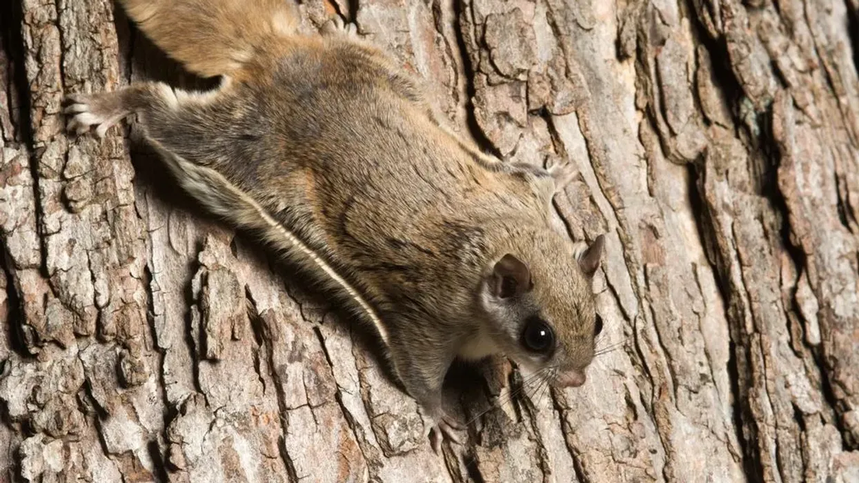 Interesting Japanese giant flying squirrel facts.