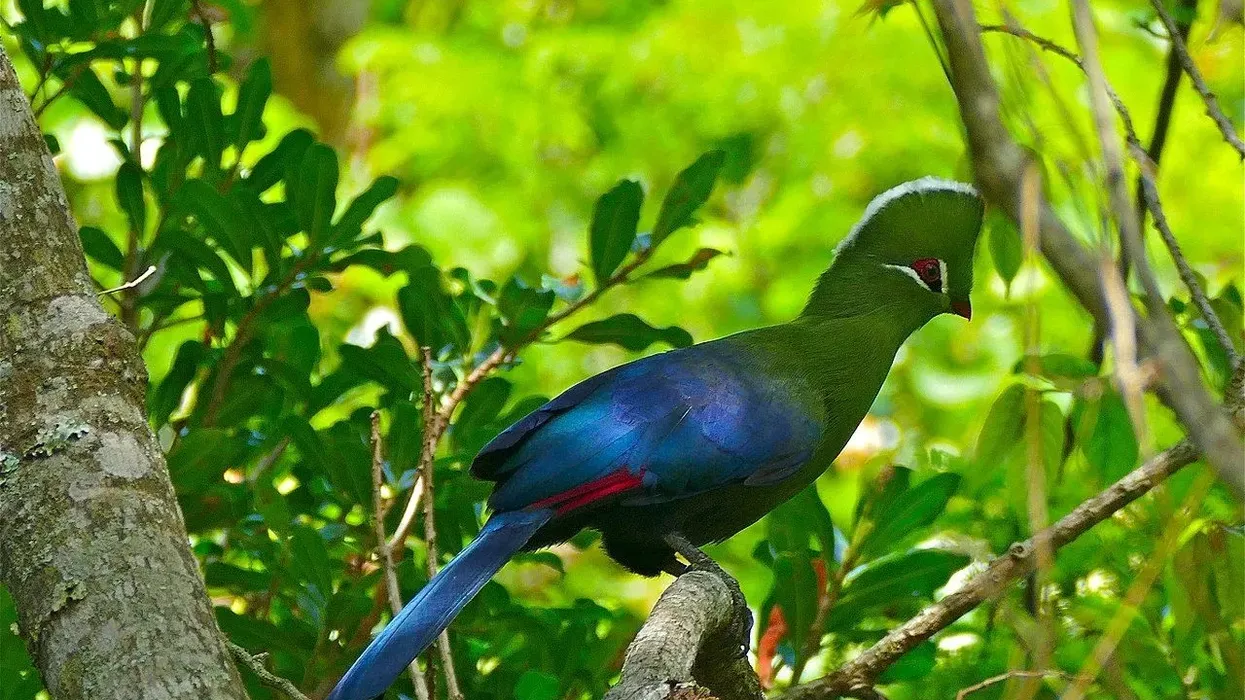 Interesting Knysna turaco facts you would love to know.
