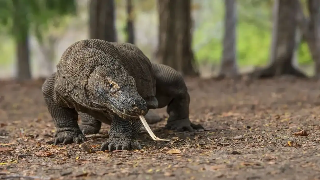Interesting Komodo Dragon facts for kids.