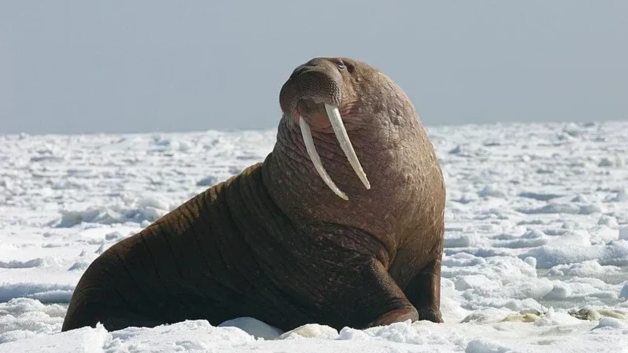 Interesting Laptev walrus facts for kids.