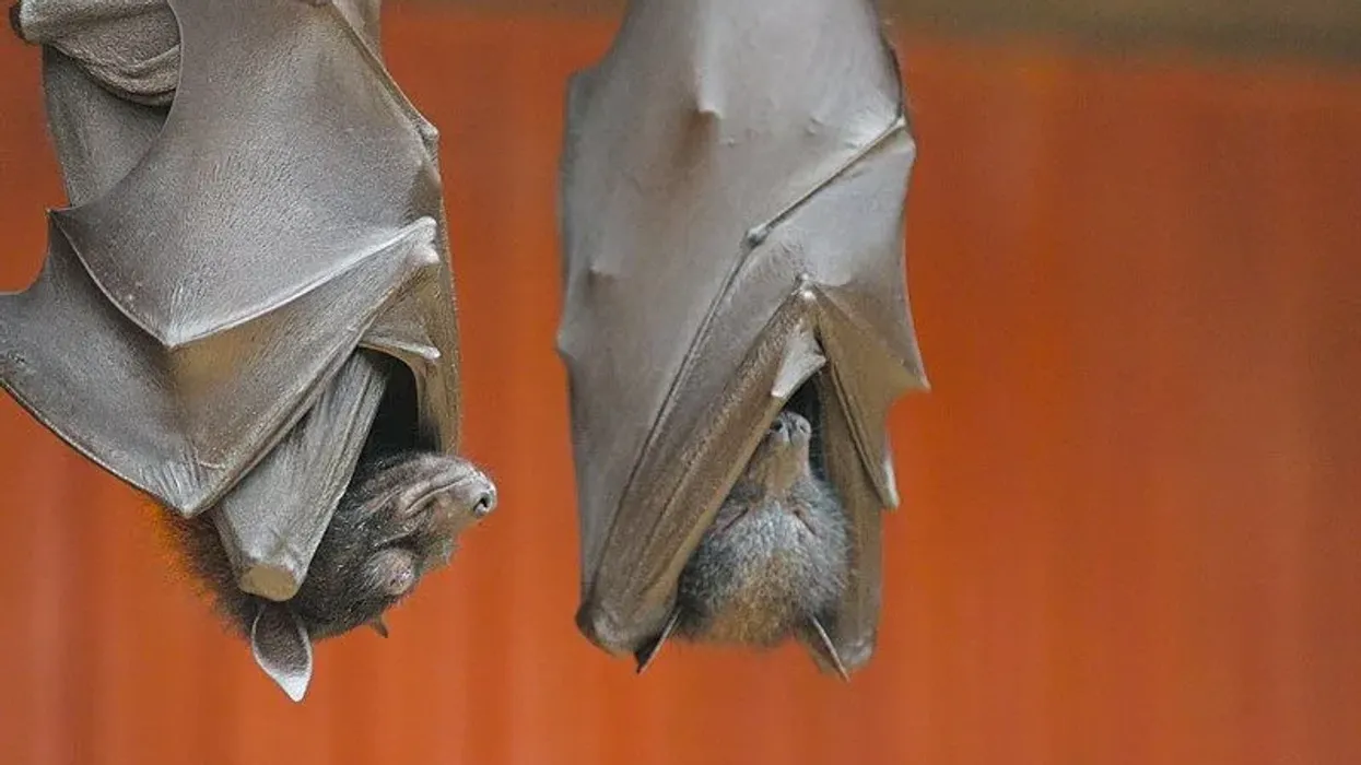 Interesting large flying fox facts for kids.