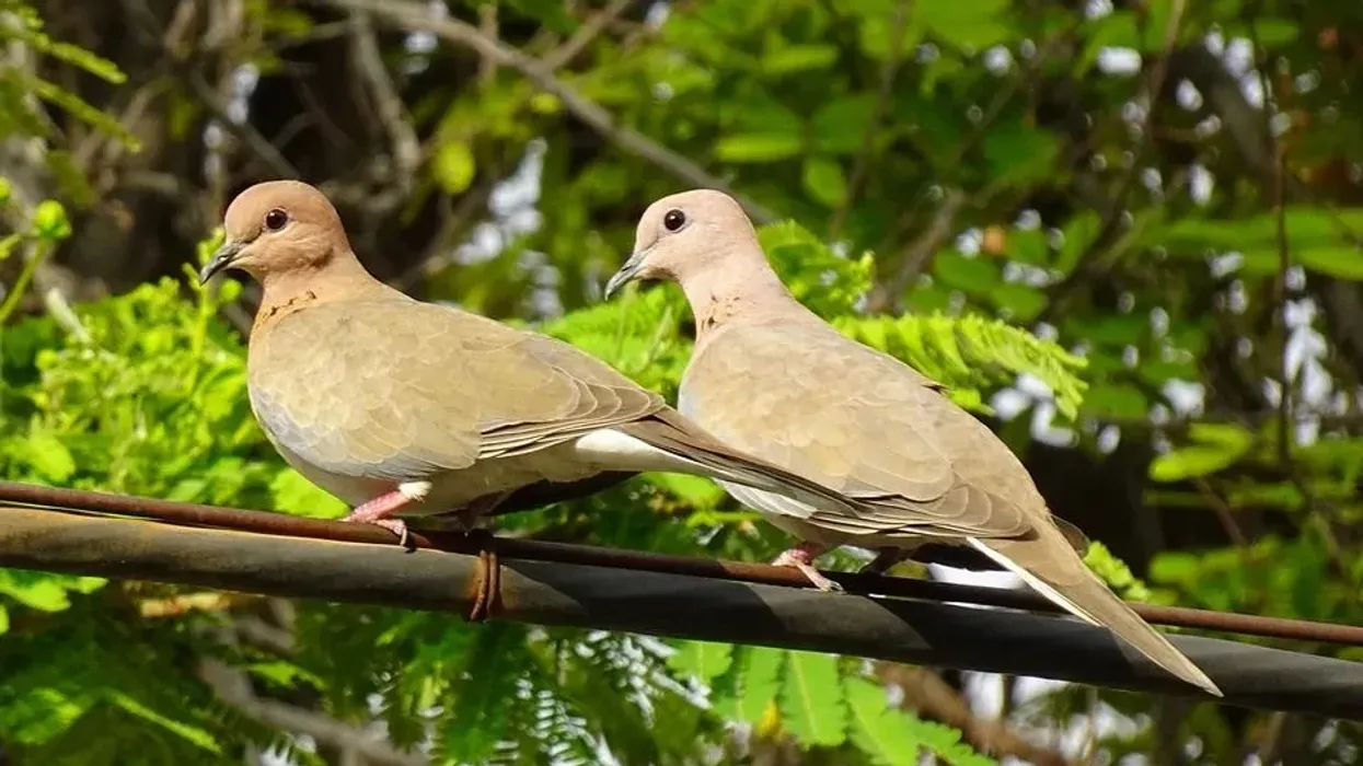 Interesting laughing dove facts for everyone.