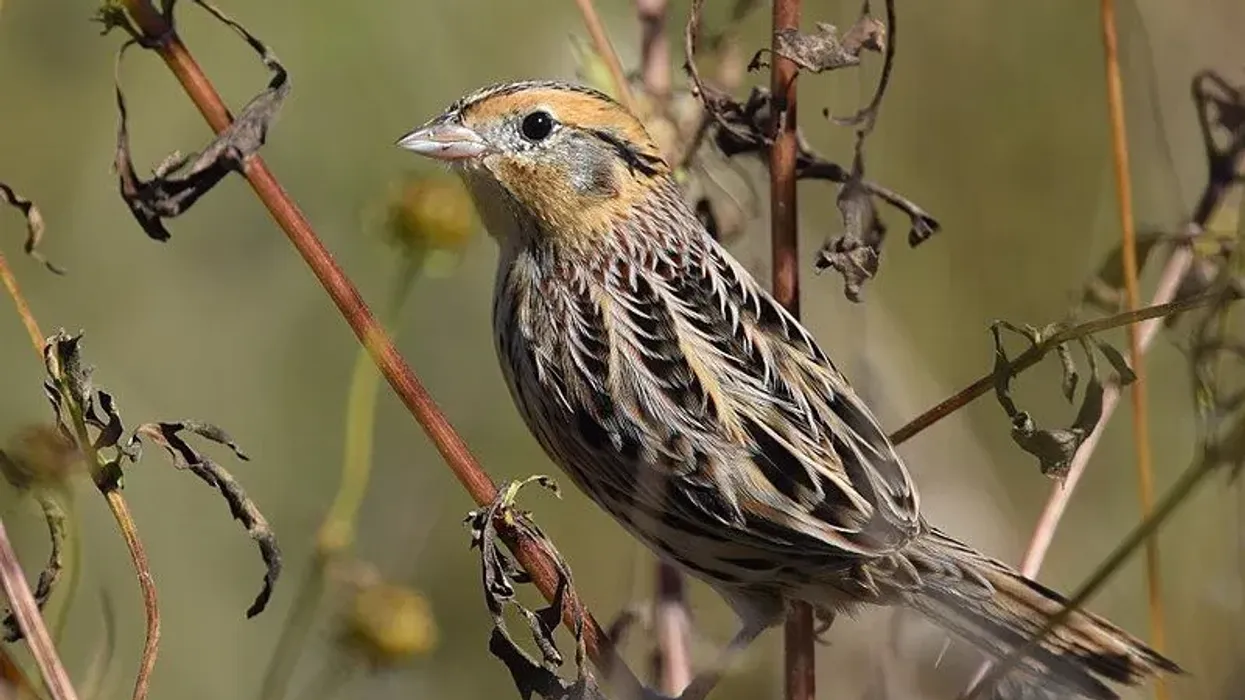 Interesting LeConte's sparrow facts that are informative and educational