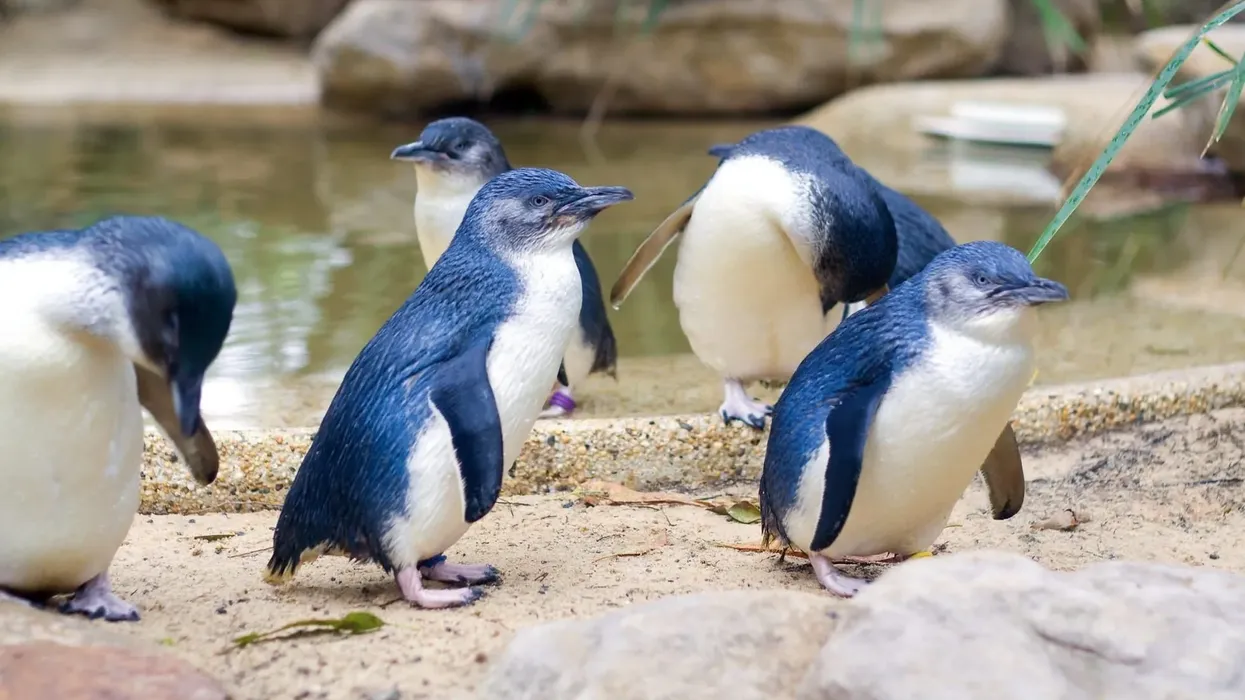 Interesting little blue penguin facts for kids