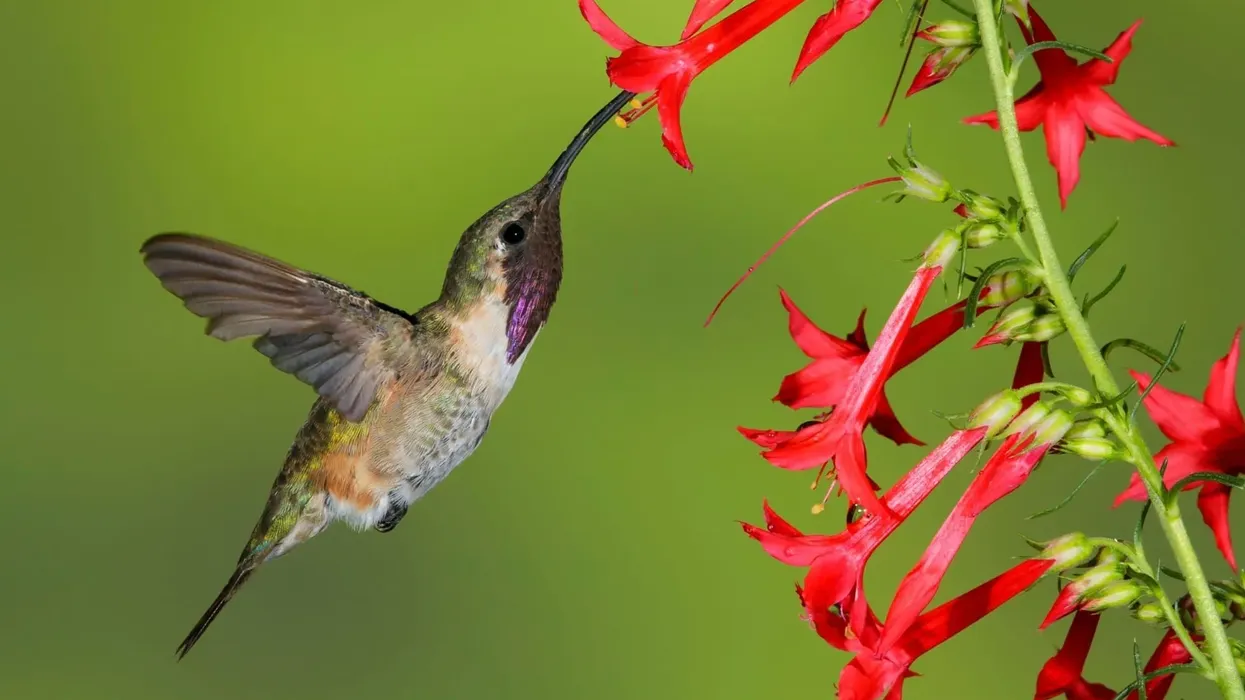 Interesting lucifer hummingbird facts