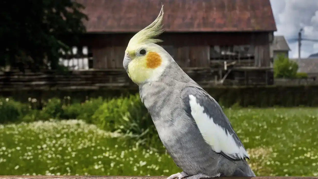 Interesting Lutino cockatiel facts for you to enjoy reading.