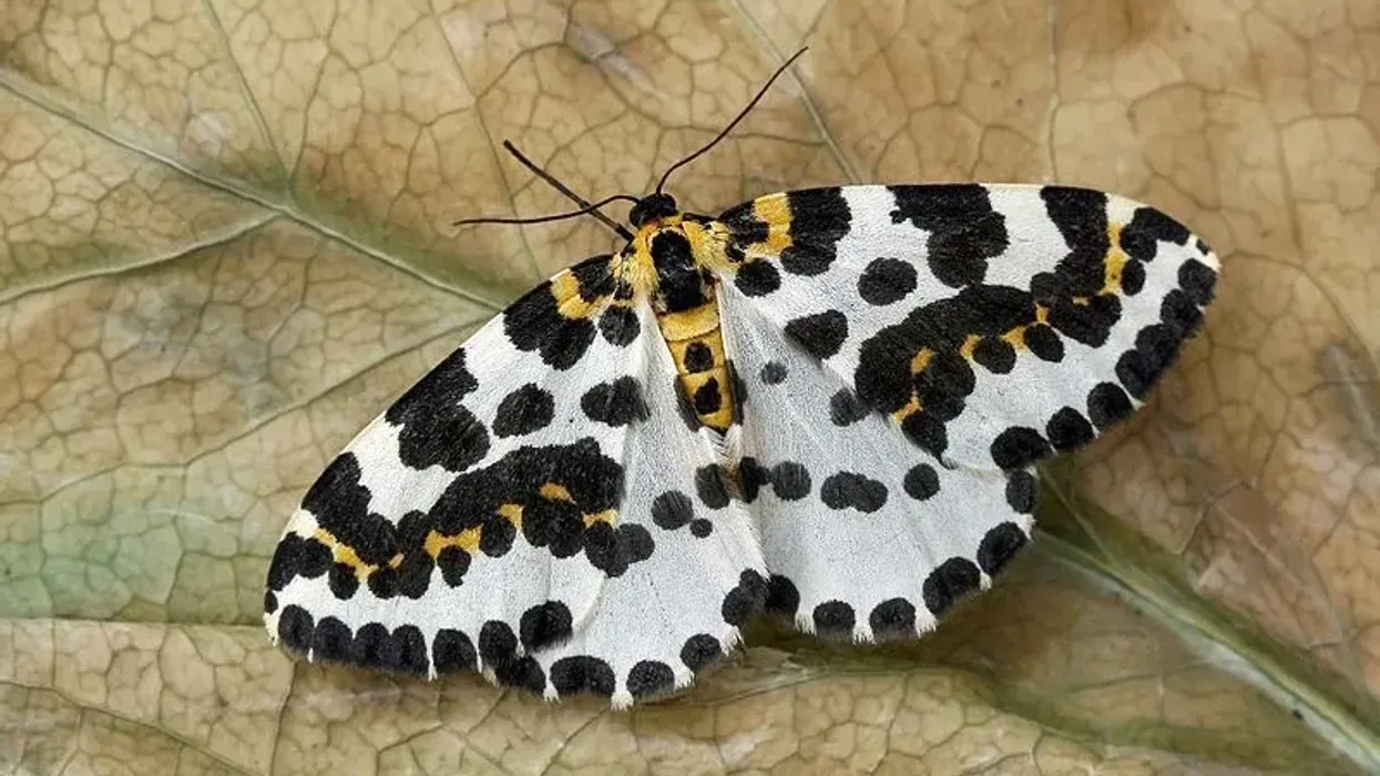 Interesting magpie moth facts for kids.