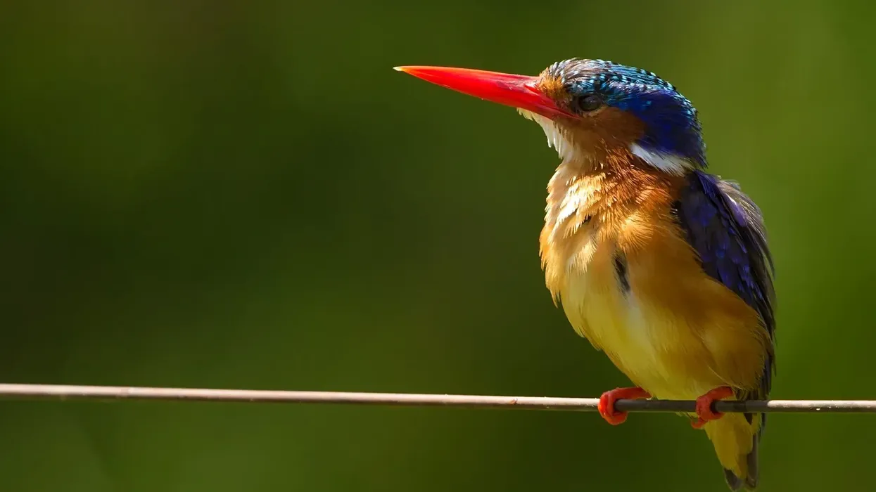 Interesting malachite kingfisher facts that will make your day.