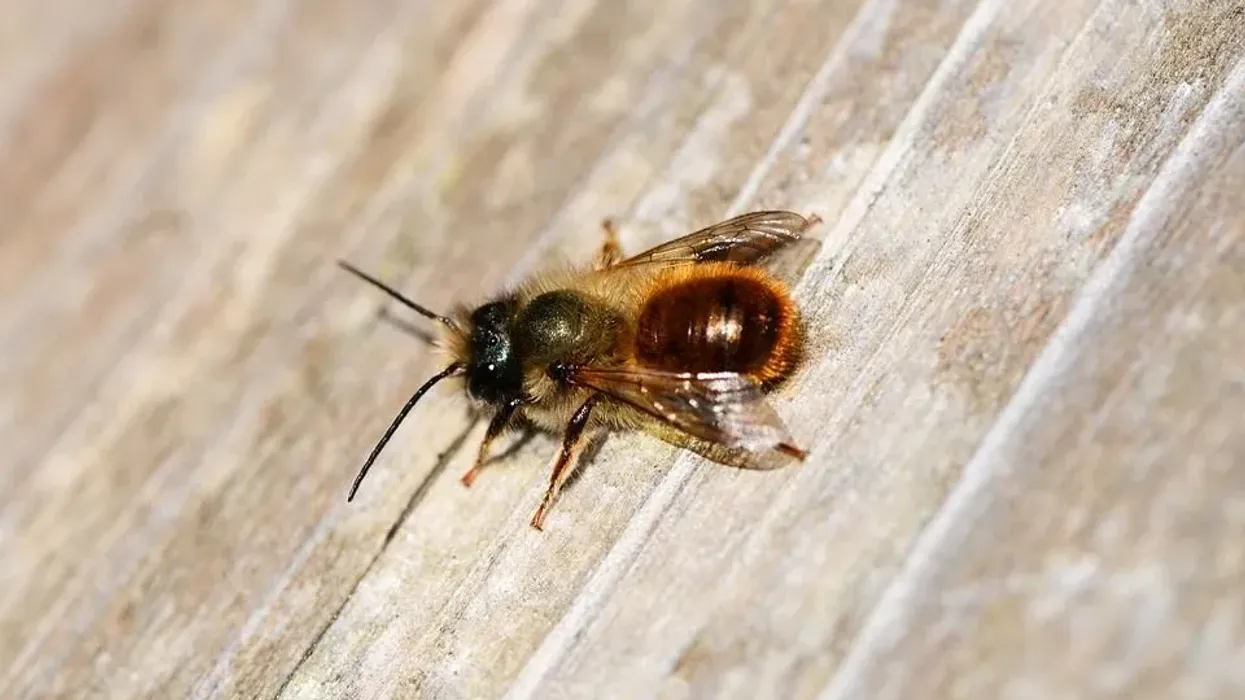 Interesting mason bee facts to amaze you.